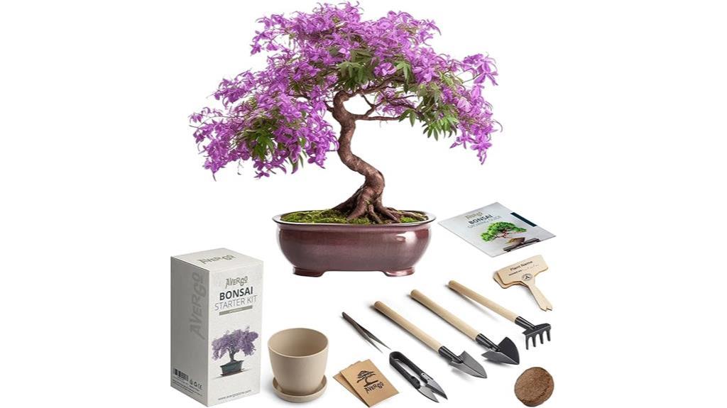 jacaranda bonsai starter kit